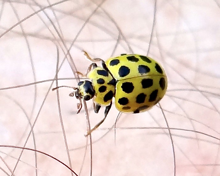 22-spot ladybird